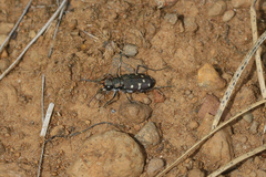 Cicindela oregona oregona