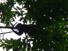 Alouatta