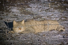 Chinese Mountain Cat photo 3