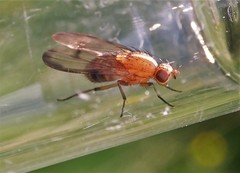 Minettia inusta