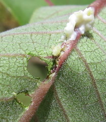 Rhyssomatus lineaticollis