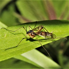 Ptychoptera quadrifasciata