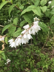 Deutzia scabra
