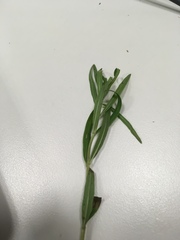 Epilobium leptophyllum