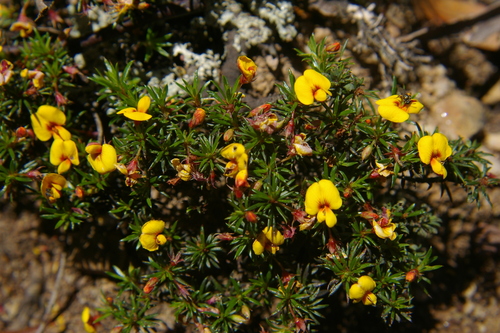 Image of Pultenaea pedunculata by no rights reserved