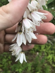 Deutzia scabra