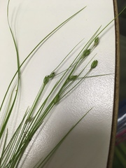 Carex trisperma