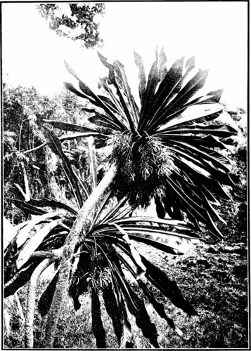 palmtree cyanea (Cyanea arborea)