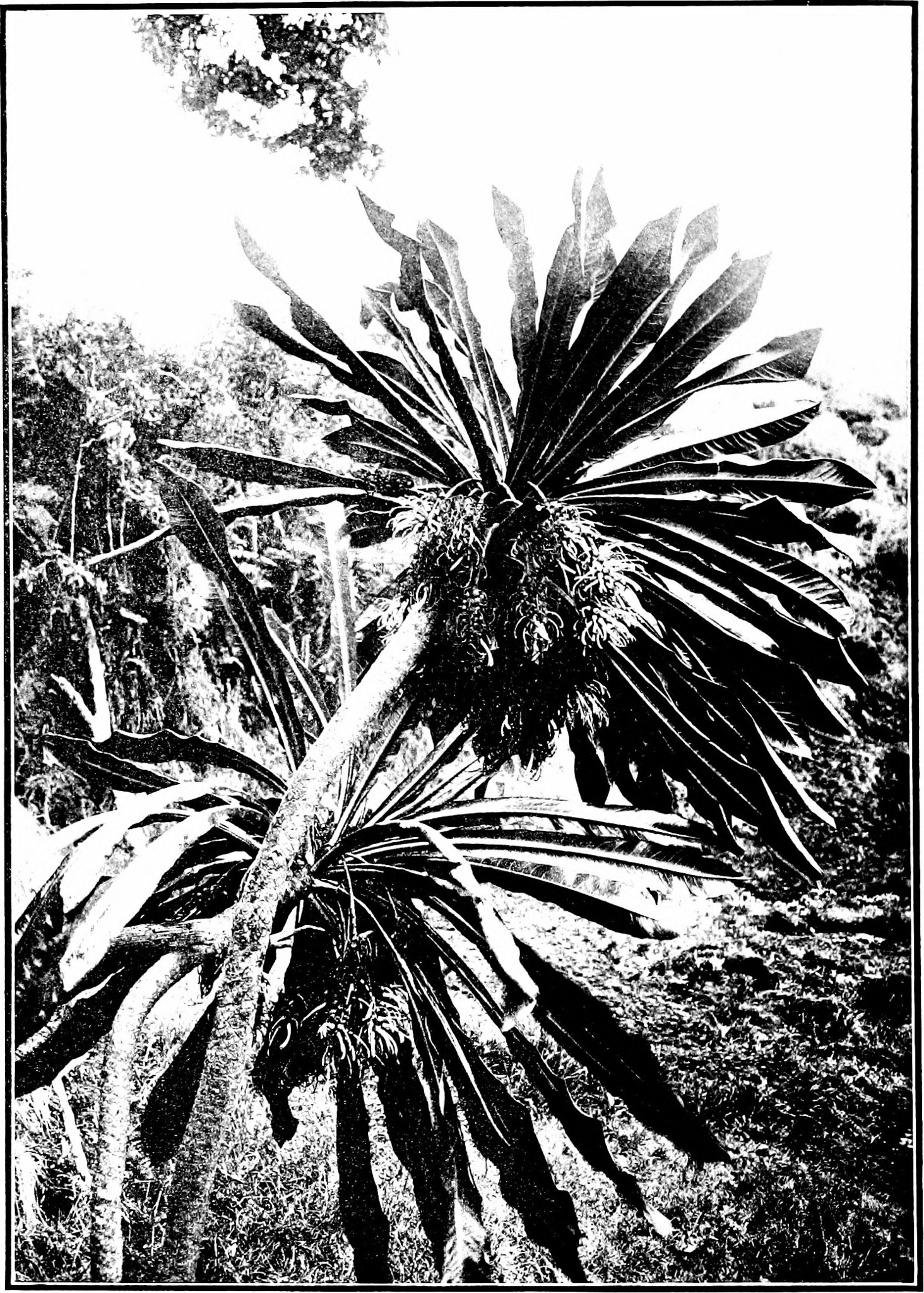 Cyanea arborea