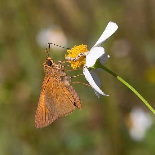 Palatka Skipper photo 2