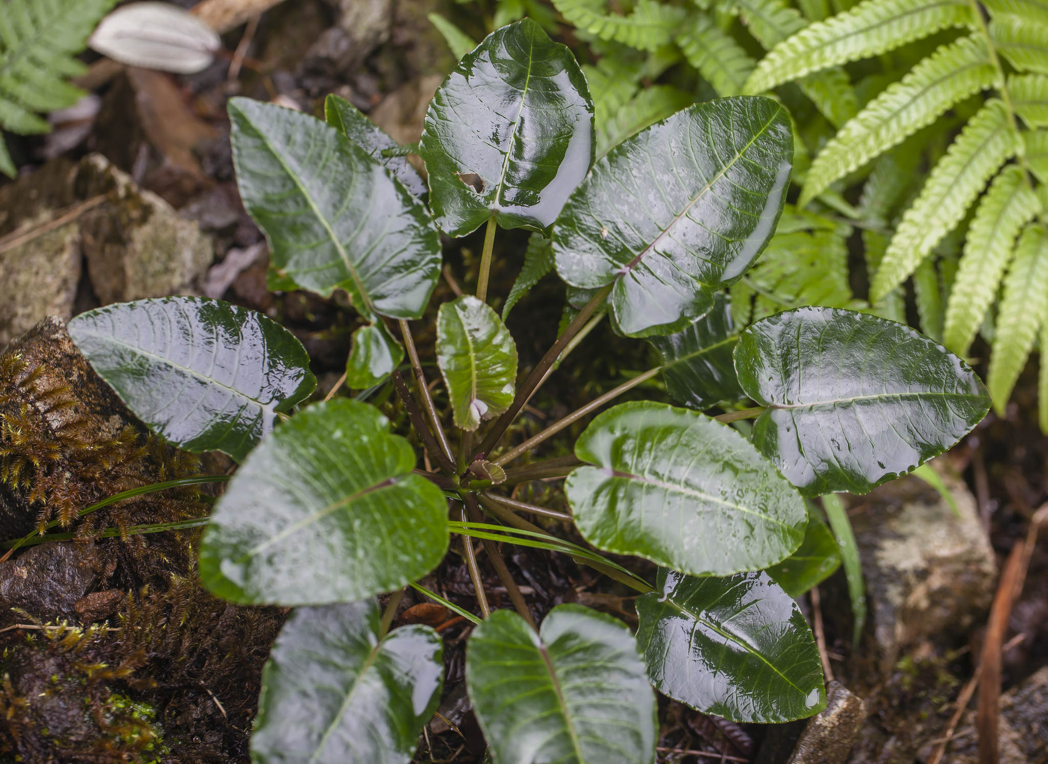Cyanea asarifolia
