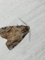 Stibaera