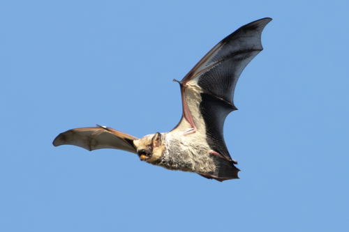 Northern Hoary Bat photographed in New Mexico