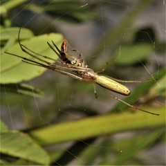 Tetragnatha straminea