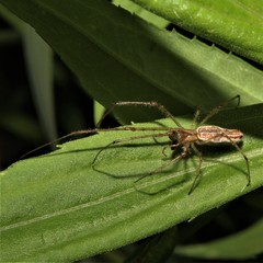 Tetragnatha versicolor