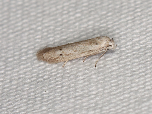 Calosima melanostriatella