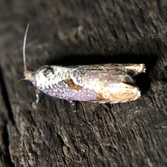 Episimus tyrius