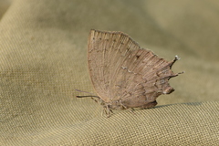 Surendra quercetorum