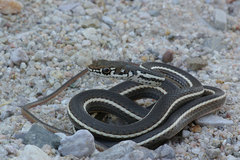 Masticophis lateralis lateralis