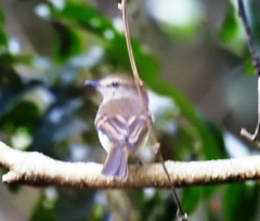 Cnemotriccus fuscatus