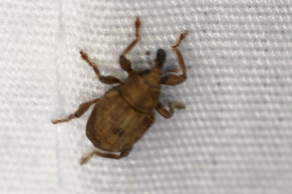Chevroned Waterhyacinth Weevil
