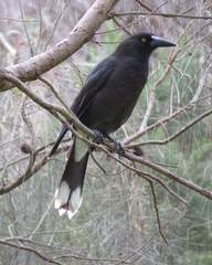 Strepera versicolor melanoptera