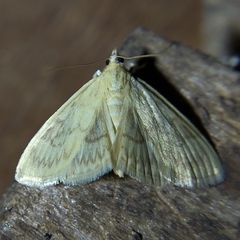 Crocidophora serratissimalis