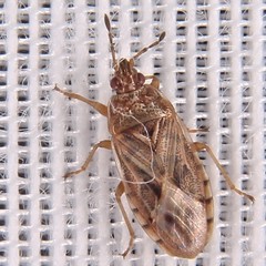 Chilacis typhae