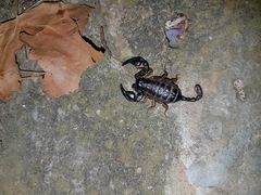 Euscorpius flavicaudis