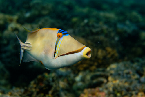 Arabian Picasso Triggerfish — seen at this dive site