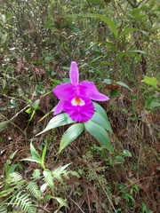 Sobralia macrantha