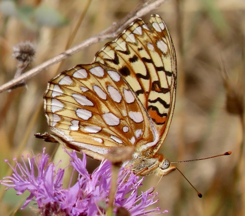 Callippe Fritillary