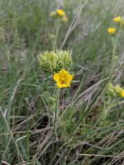Potentilla pensylvanica