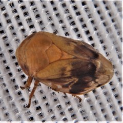 Clastoptera achatina