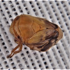 Clastoptera achatina
