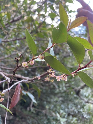Image of Maytenus acuminata by (c) Matt Benjamin, some rights reserved (CC BY)