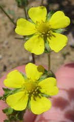 Potentilla inclinata