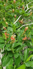 Byrsonima bucidaefolia