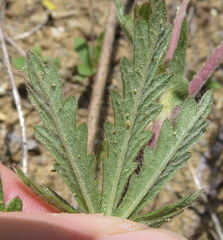 Potentilla inclinata