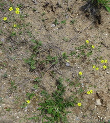 Potentilla inclinata