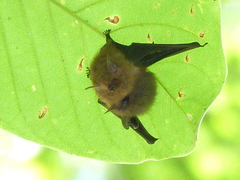 Shaggy Bat photo 4