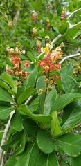 Byrsonima bucidaefolia