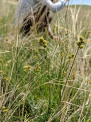 Carex brevior