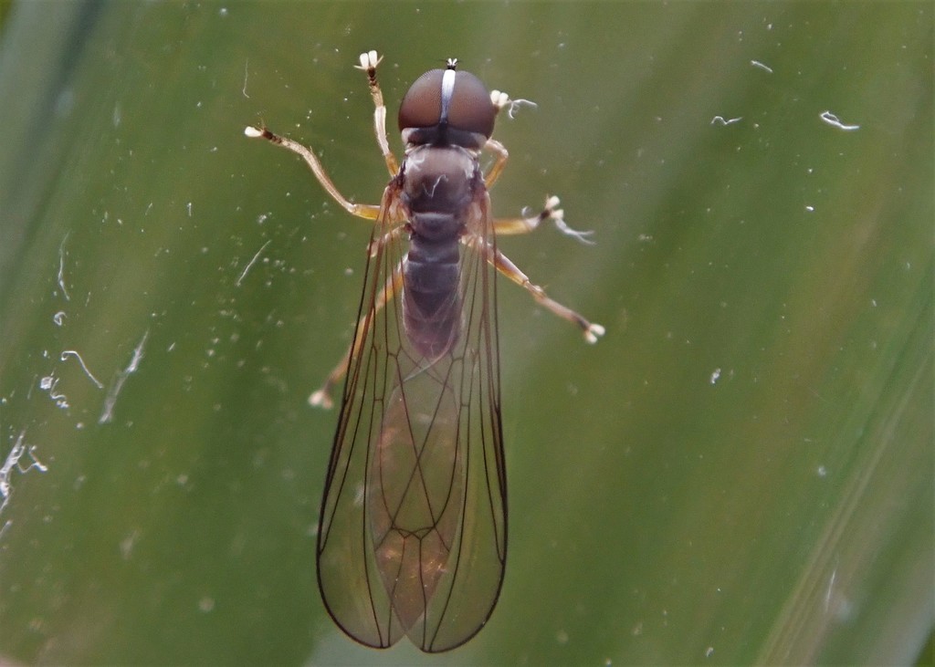 Cephalops aeneus