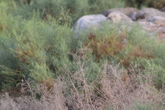 Passerculus sandwichensis rostratus