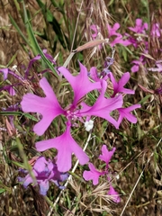 Clarkia pulchella