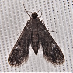 Elophila tinealis