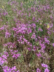 Clarkia pulchella
