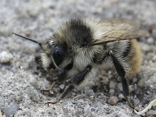 Shrill Carder-Bumble bee