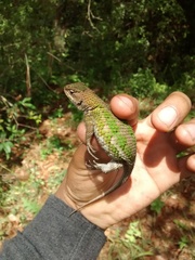 Sceloporus formosus